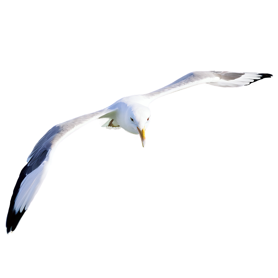 Download Ocean Seagulls Flying Png 50 | Wallpapers.com