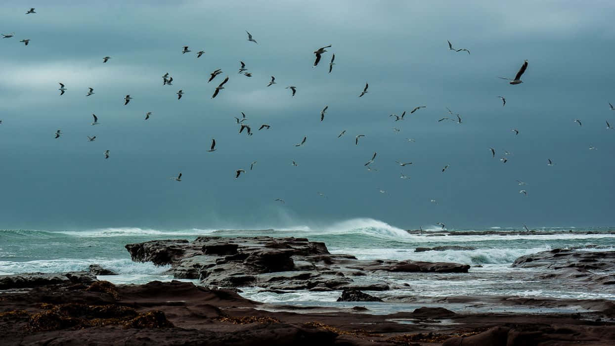 Tempestadeno Oceano E Pássaros Voando. Papel de Parede