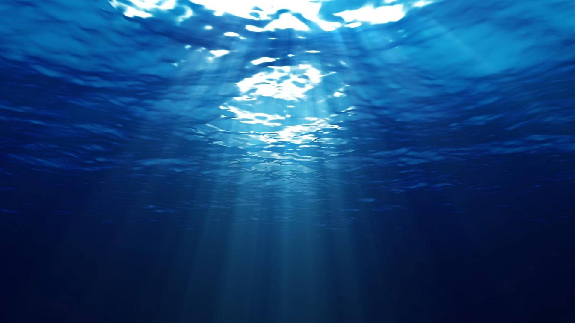 A Glowing Wonder of The Underwater World Wallpaper