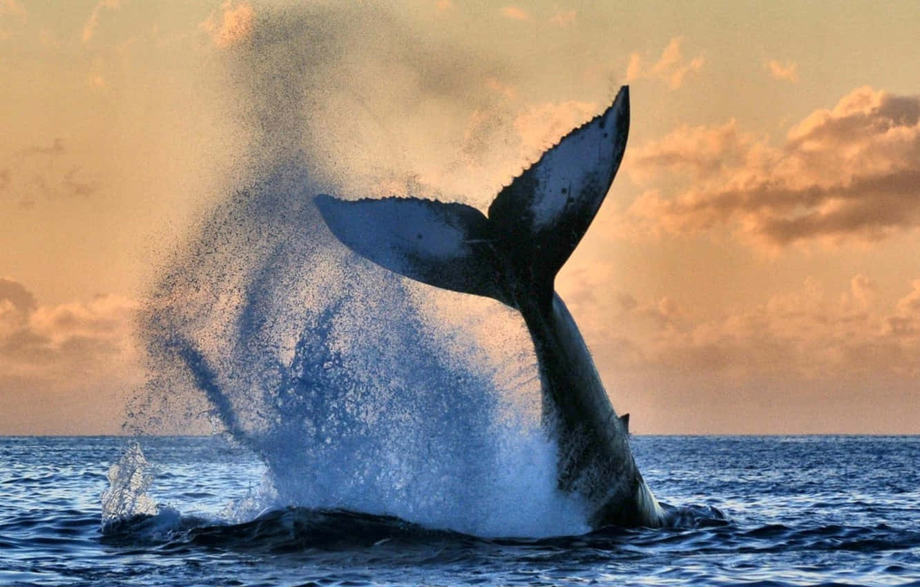 A Humpback Whale Is Jumping Out Of The Water