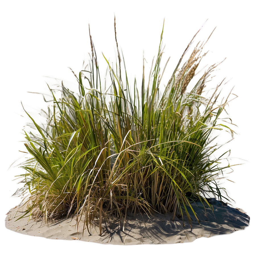 Oceanfront Dune Grass Png 76 PNG