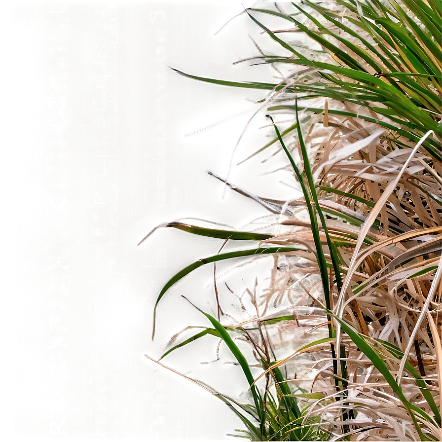 Oceanfront Dune Grass Png Fok13 PNG