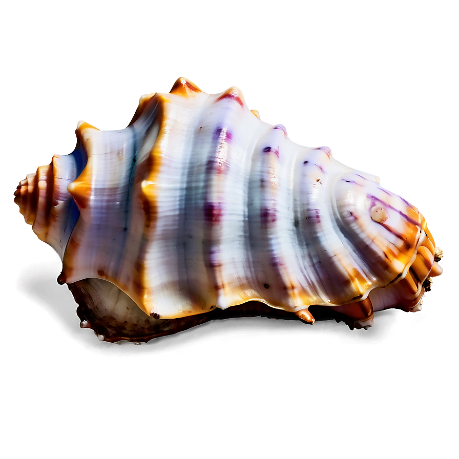 Oceanic Conch Shell Graphic Png 06132024 PNG