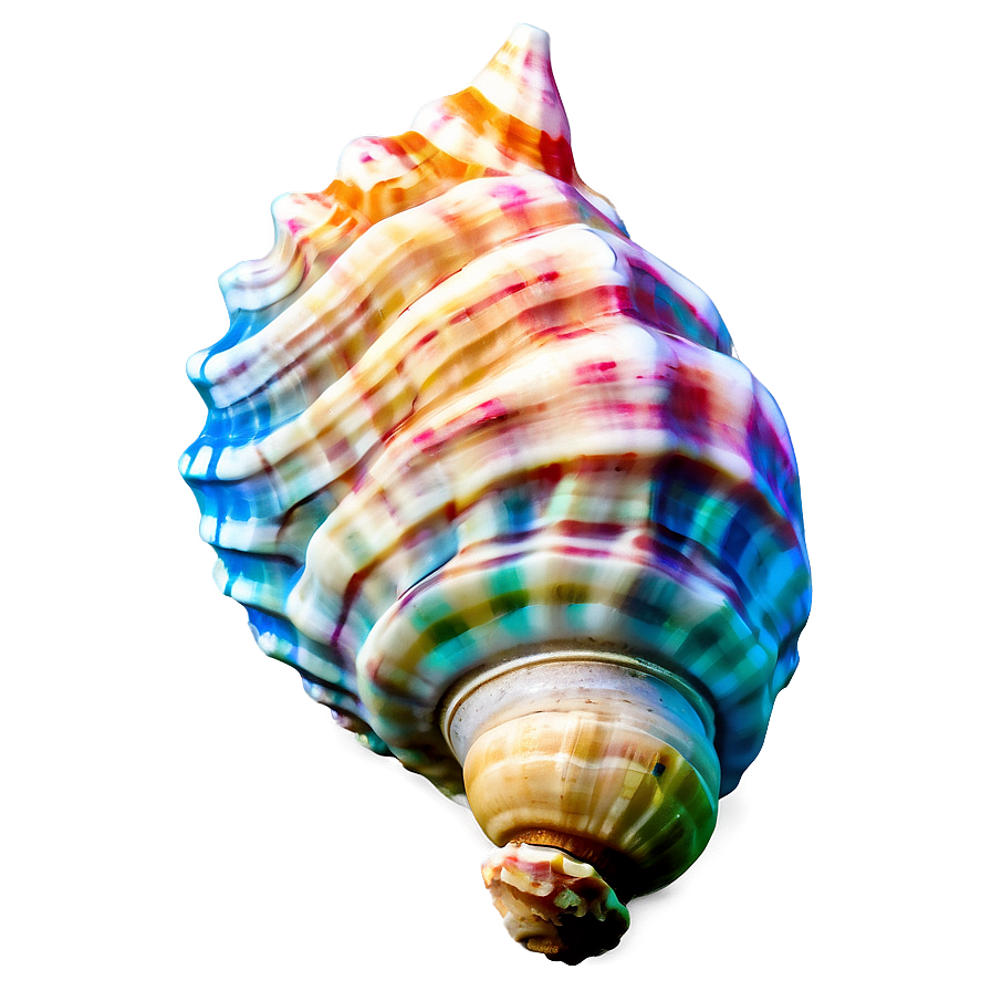 Oceanic Conch Shell Graphic Png 94 PNG