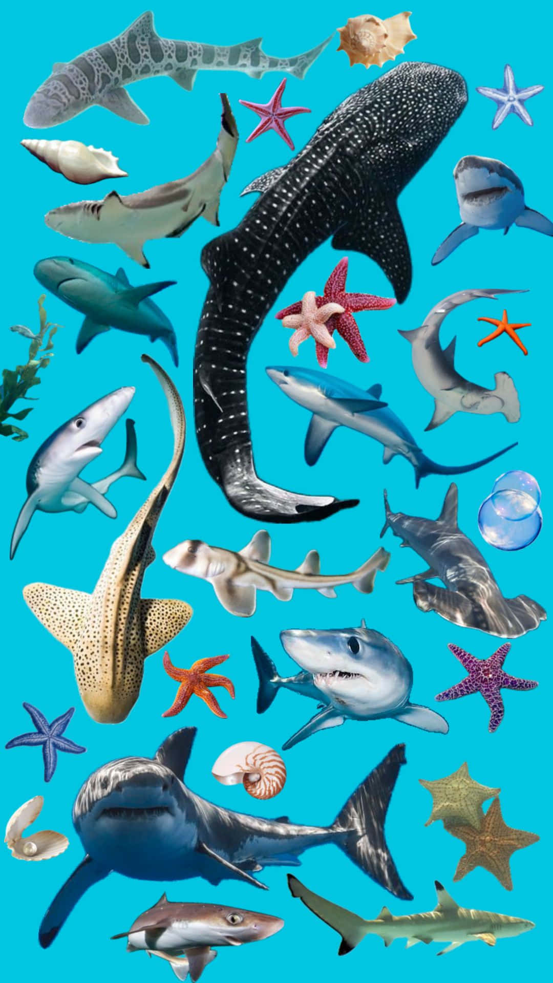 Oceanic Sharksand Marine Life Collage Wallpaper