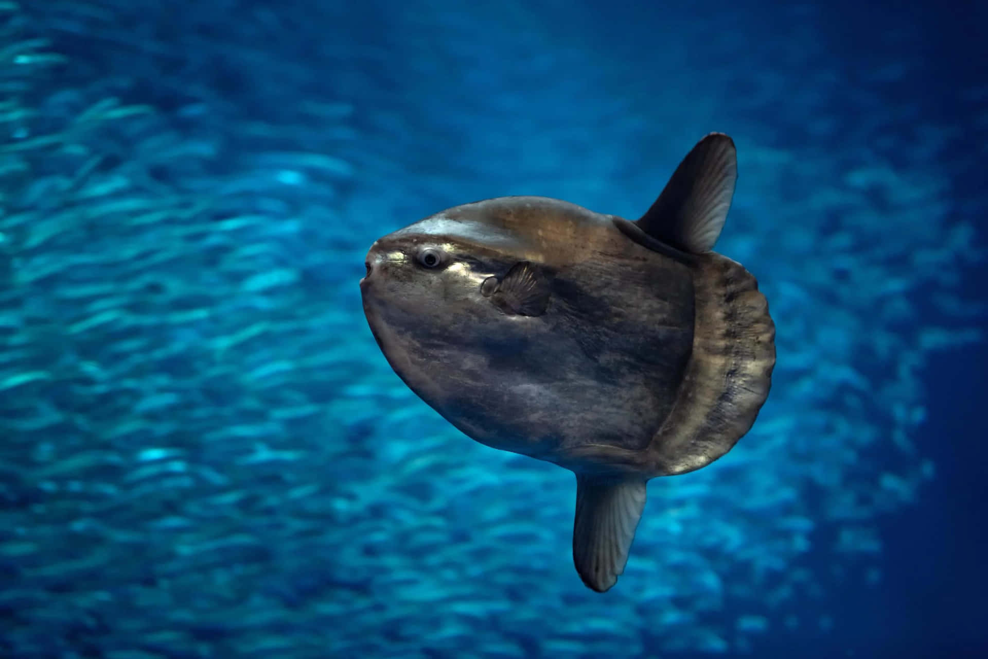 Oceanic Sunfish Swimming Wallpaper