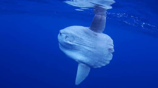 Oceanic Sunfish Underwater Wallpaper