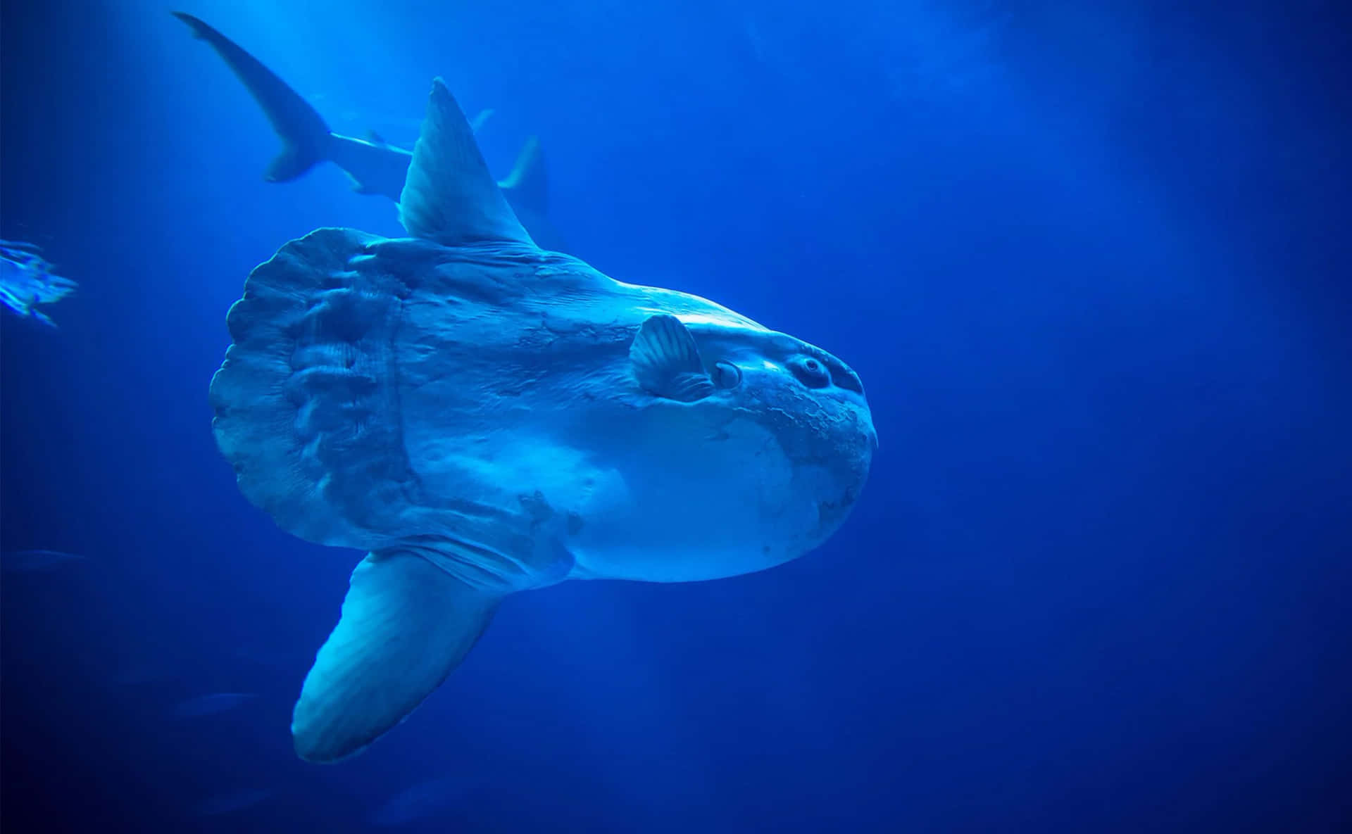 Oceanic Sunfish Underwater Wallpaper