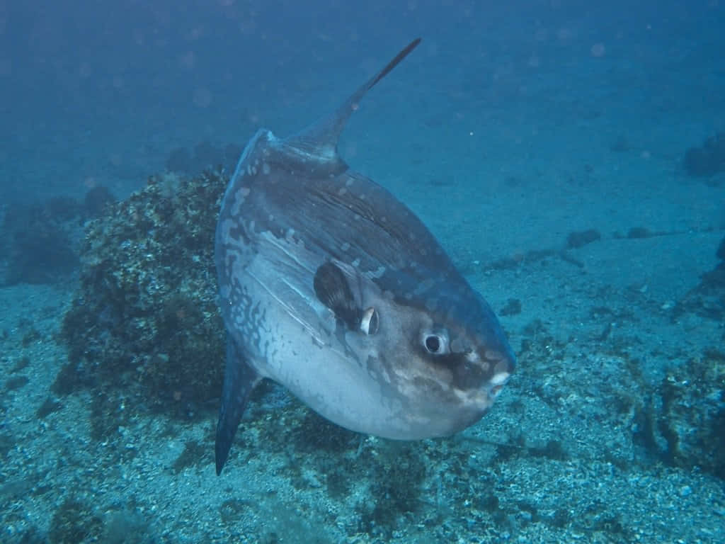 Oceanic Sunfish Underwater.jpg Wallpaper