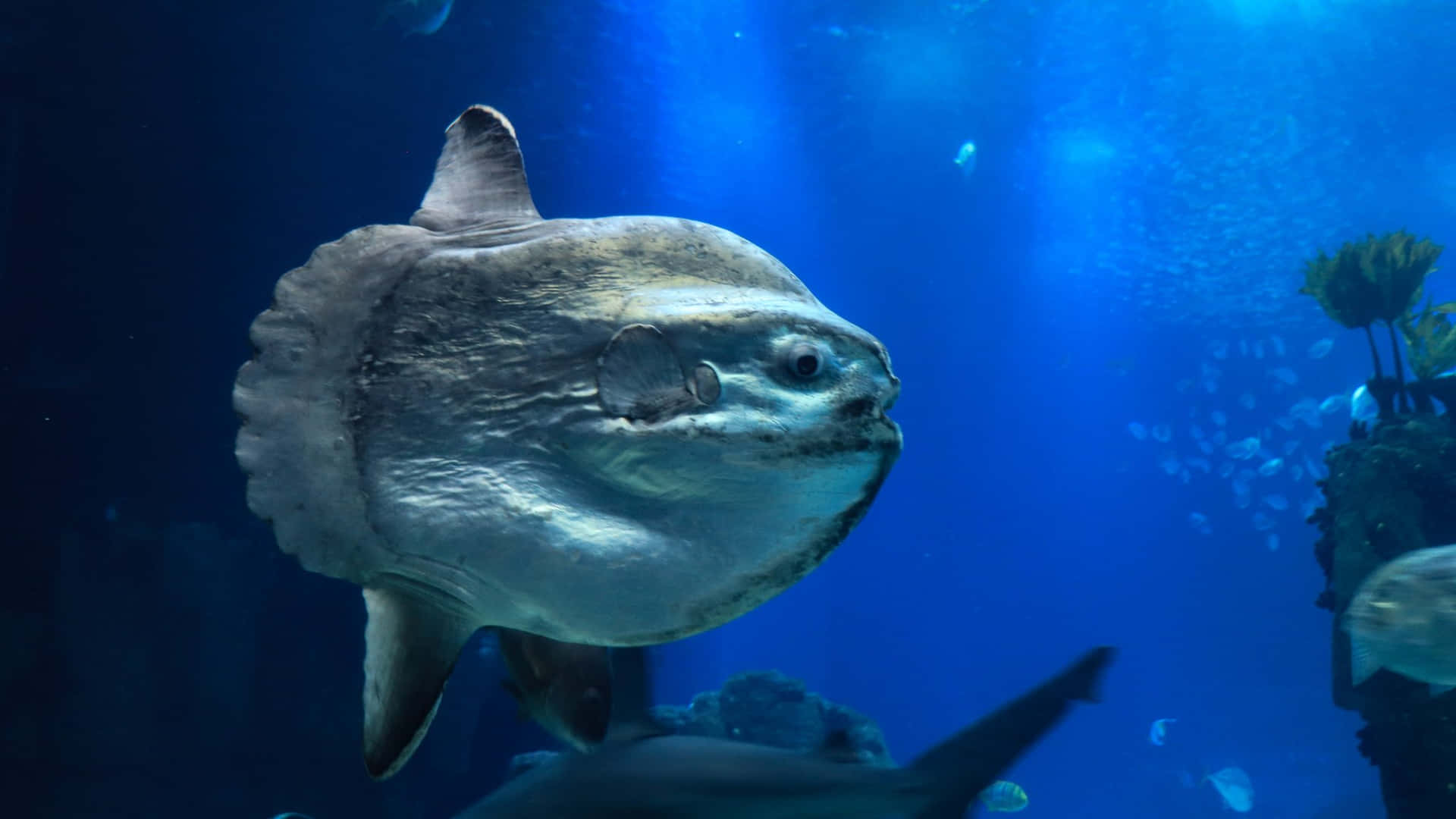 Oceanic Sunfish Underwater Scene.jpg Wallpaper