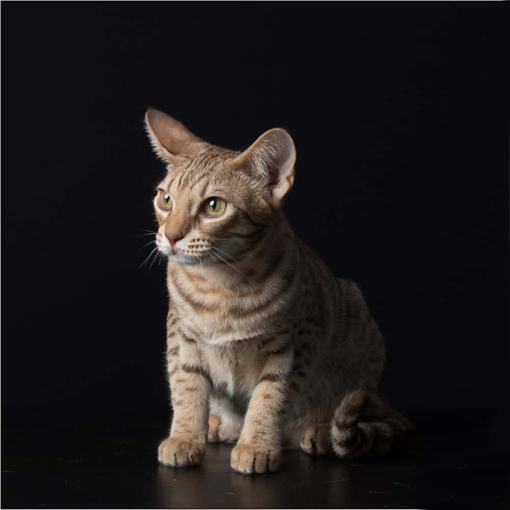 A beautiful Ocicat resting on a grassy field Wallpaper