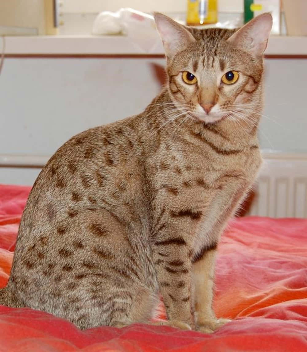 Bijschrift: Mooie Ocicat Die Elegantly Poseert Achtergrond