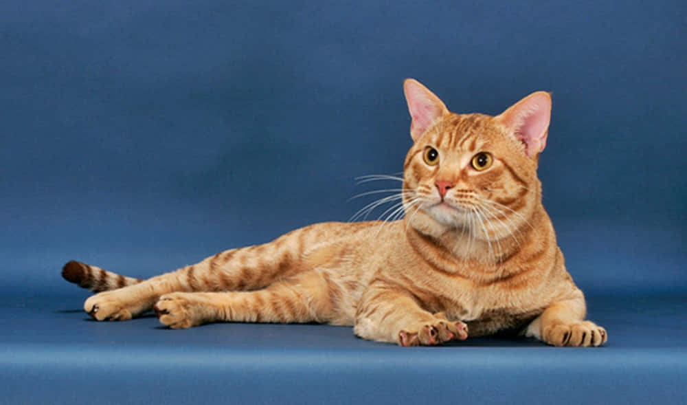 Stunning and adorable Ocicat posing on a couch Wallpaper
