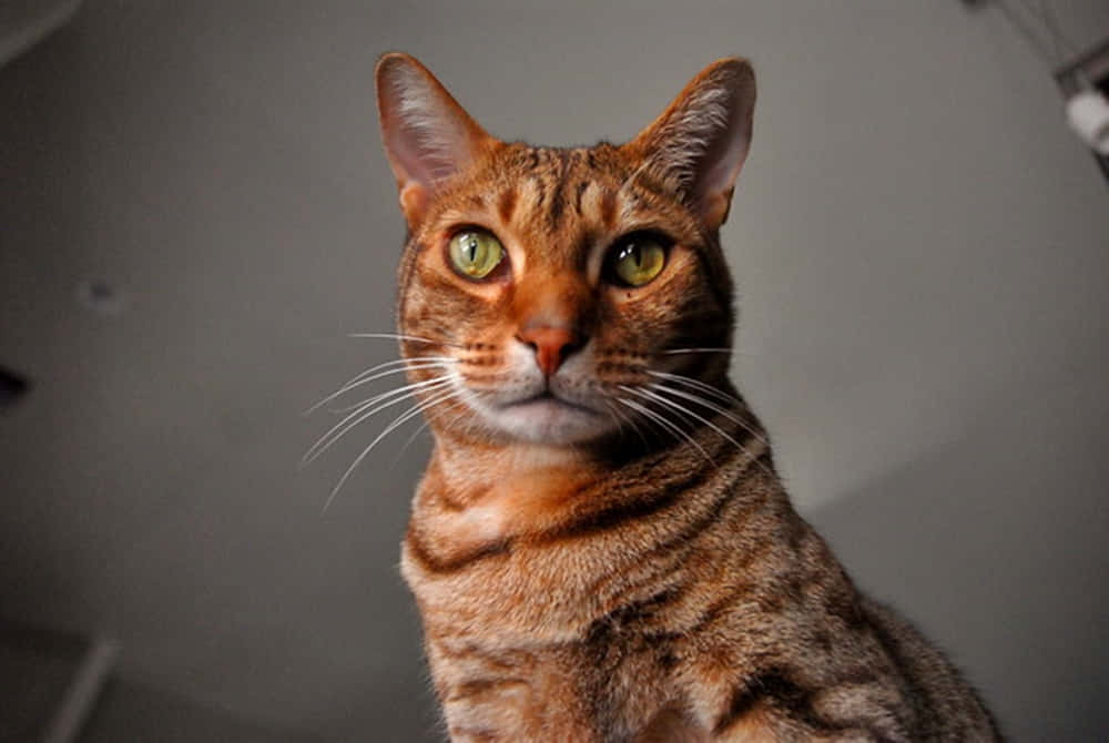 A stunning Ocicat showing off its striking coat and captivating eyes. Wallpaper