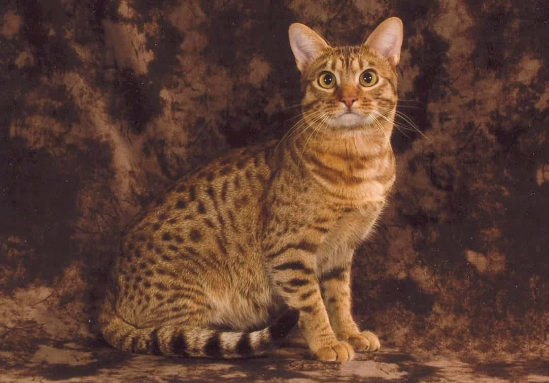 A beautiful and striking Ocicat lounging on a soft surface Wallpaper