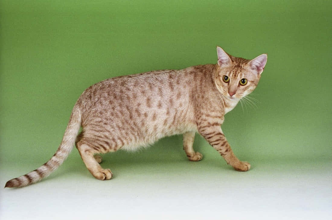 Caption: "Elegant Ocicat in Natural Habitat" Wallpaper