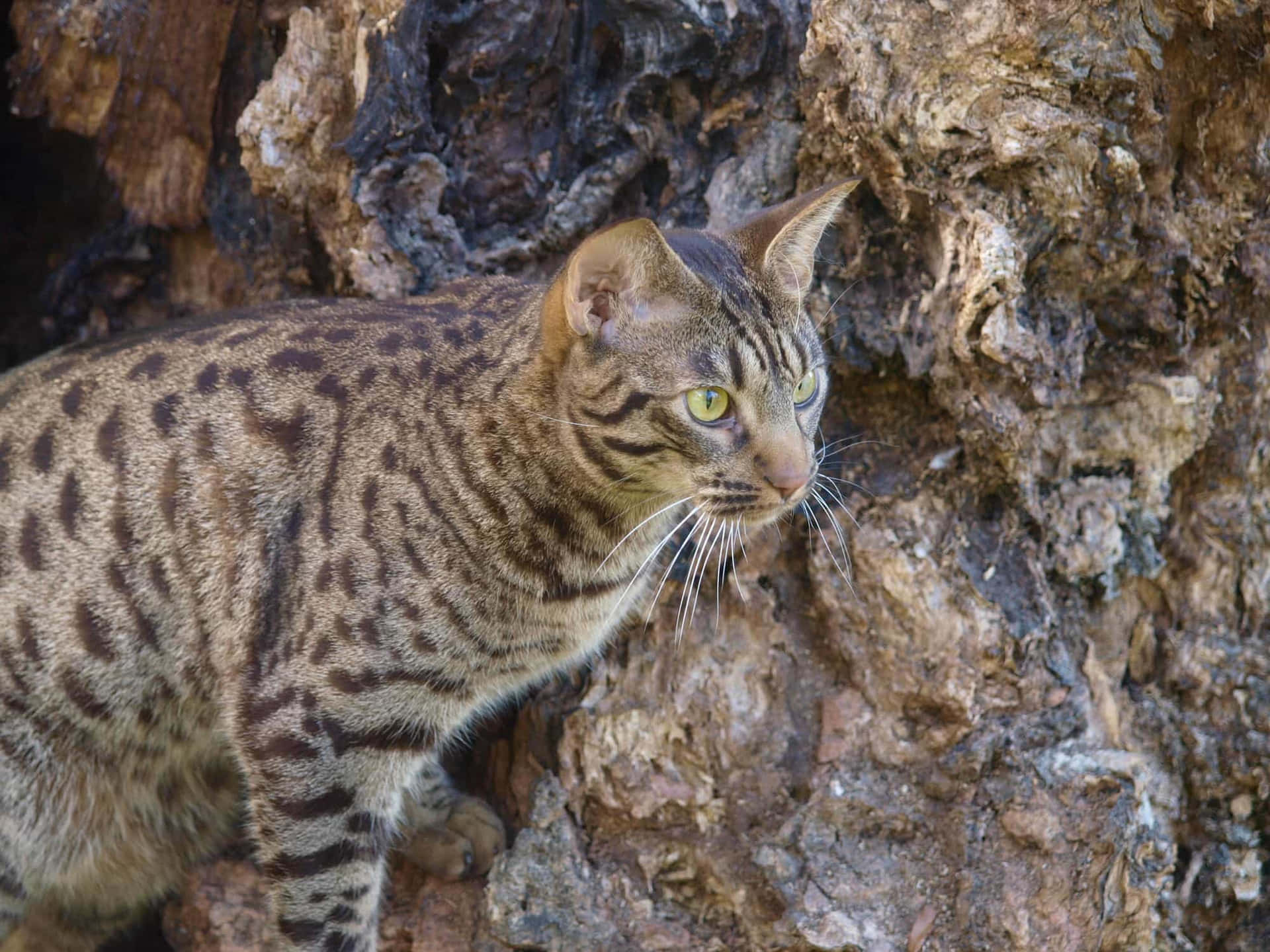 Stunning Ocicat lounging in a natural setting Wallpaper