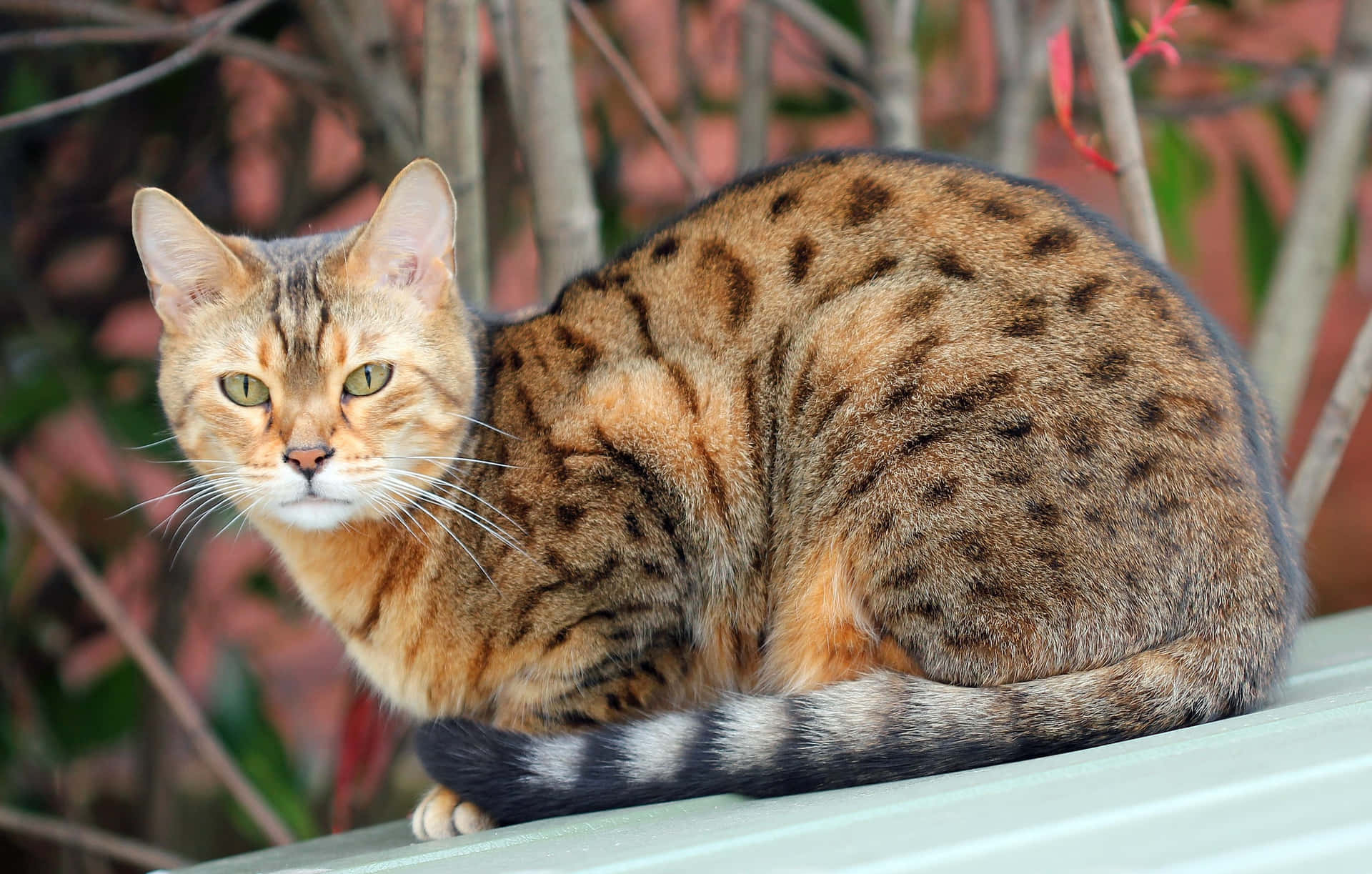 Beautiful Spotted Ocicat in Nature Wallpaper