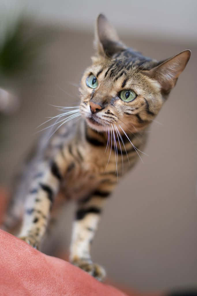 Elegante Ocicat Die Gracieus Poseert Achtergrond