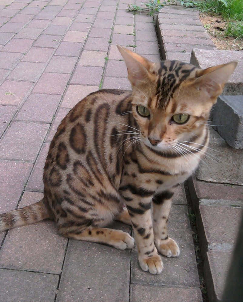 Caption: An Elegant Ocicat Posing on a Log Wallpaper