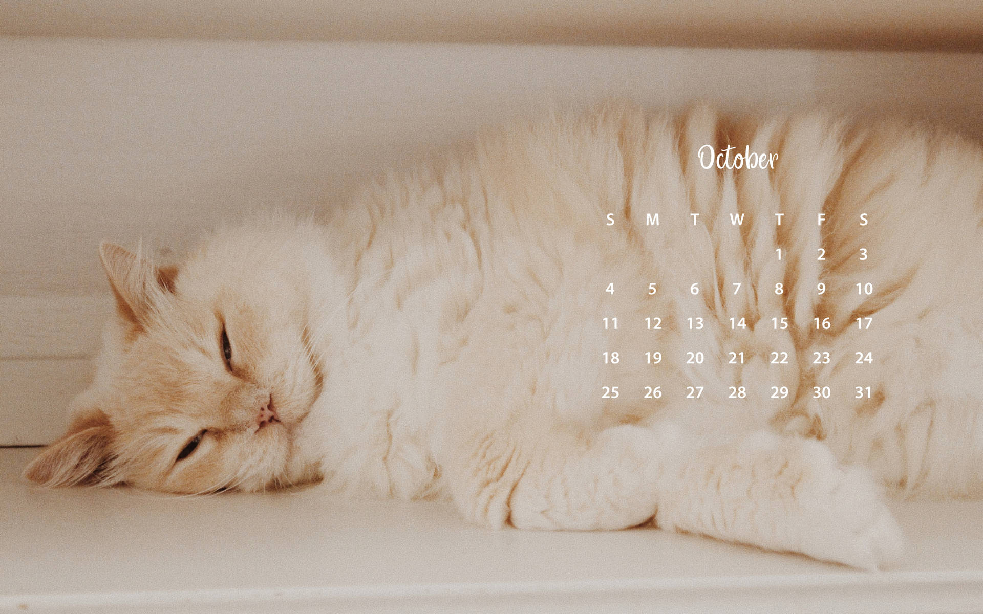 October 2020 Calendar Cat Wallpaper