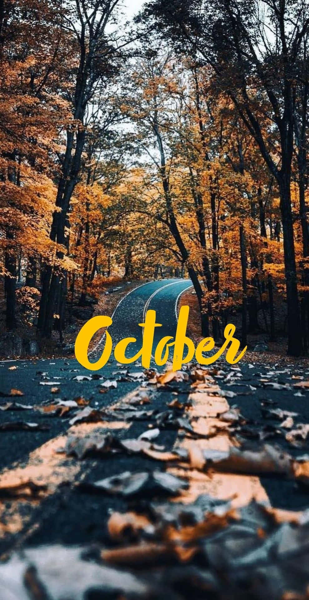 October Aesthetic Autumn Forest Wallpaper