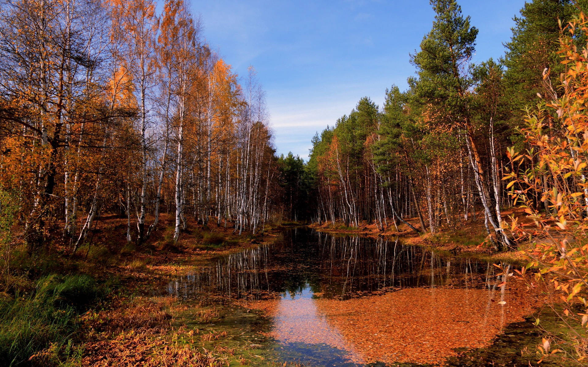 October Autumn Forest Pool Wallpaper