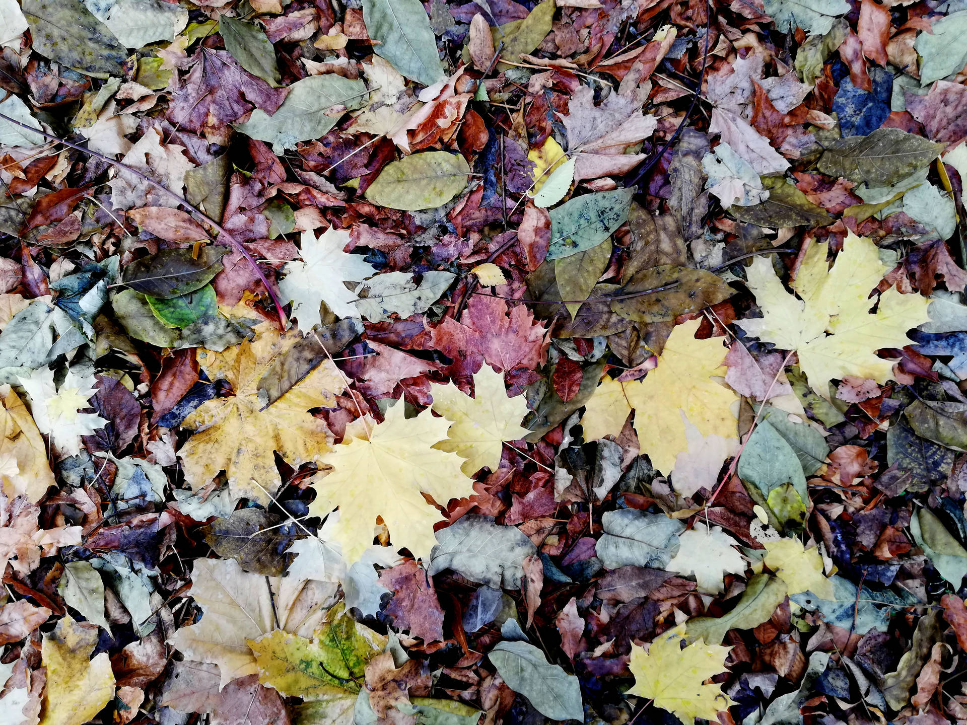 October Colorful Leaves Pile