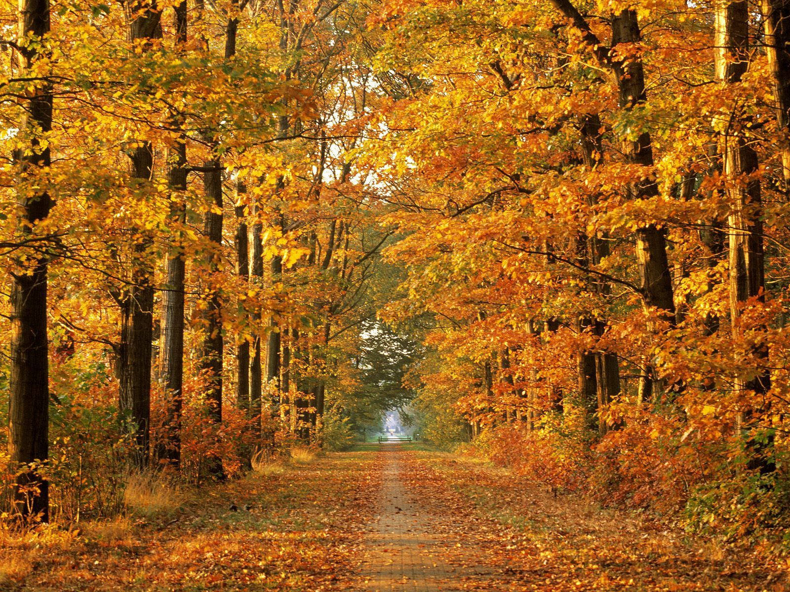 October Fall Yellow Avenue Wallpaper