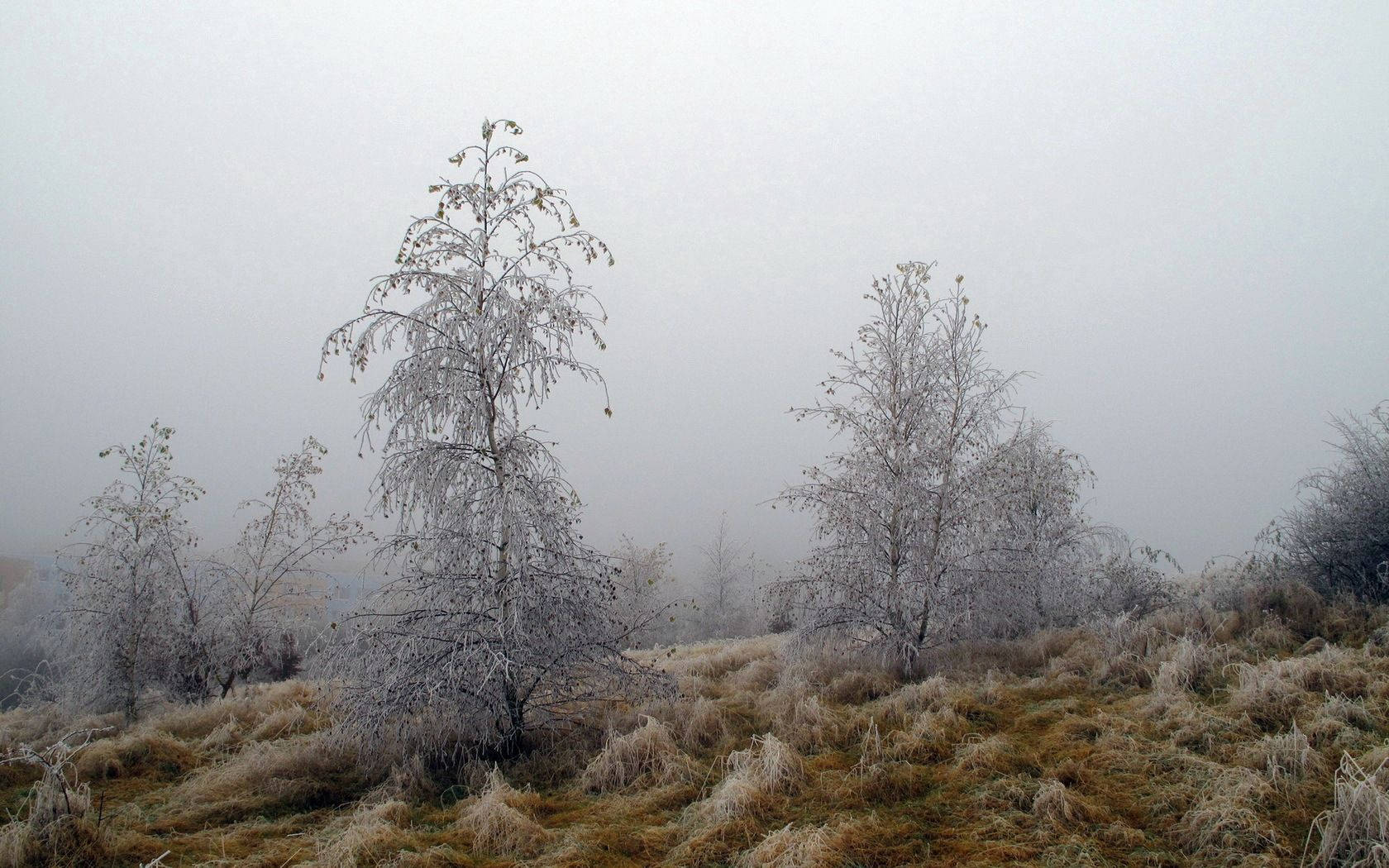 October Fog Frost Trees Wallpaper