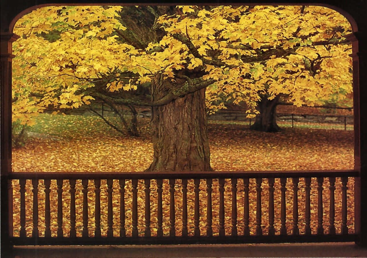 a yellow tree in the fall with a wooden fence