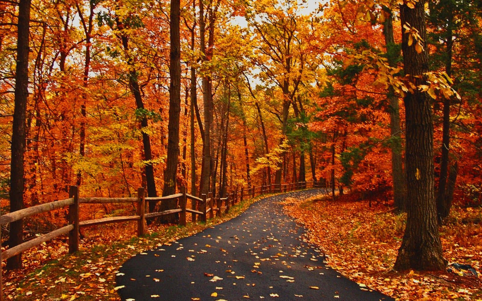 Enjoy the beautiful foliage of fall during October
