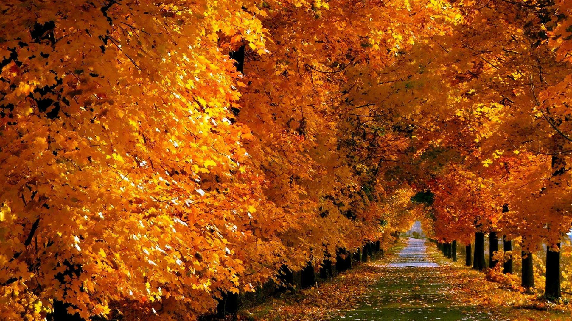 Sunlit road during autumn