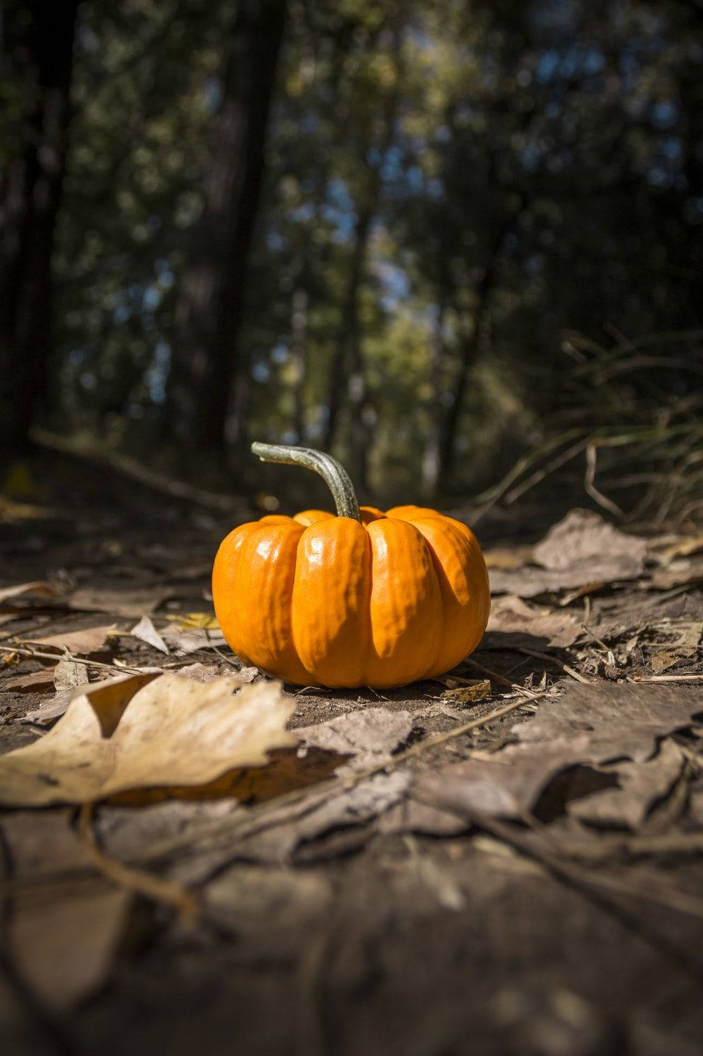 October Pumpkin Forest Macro