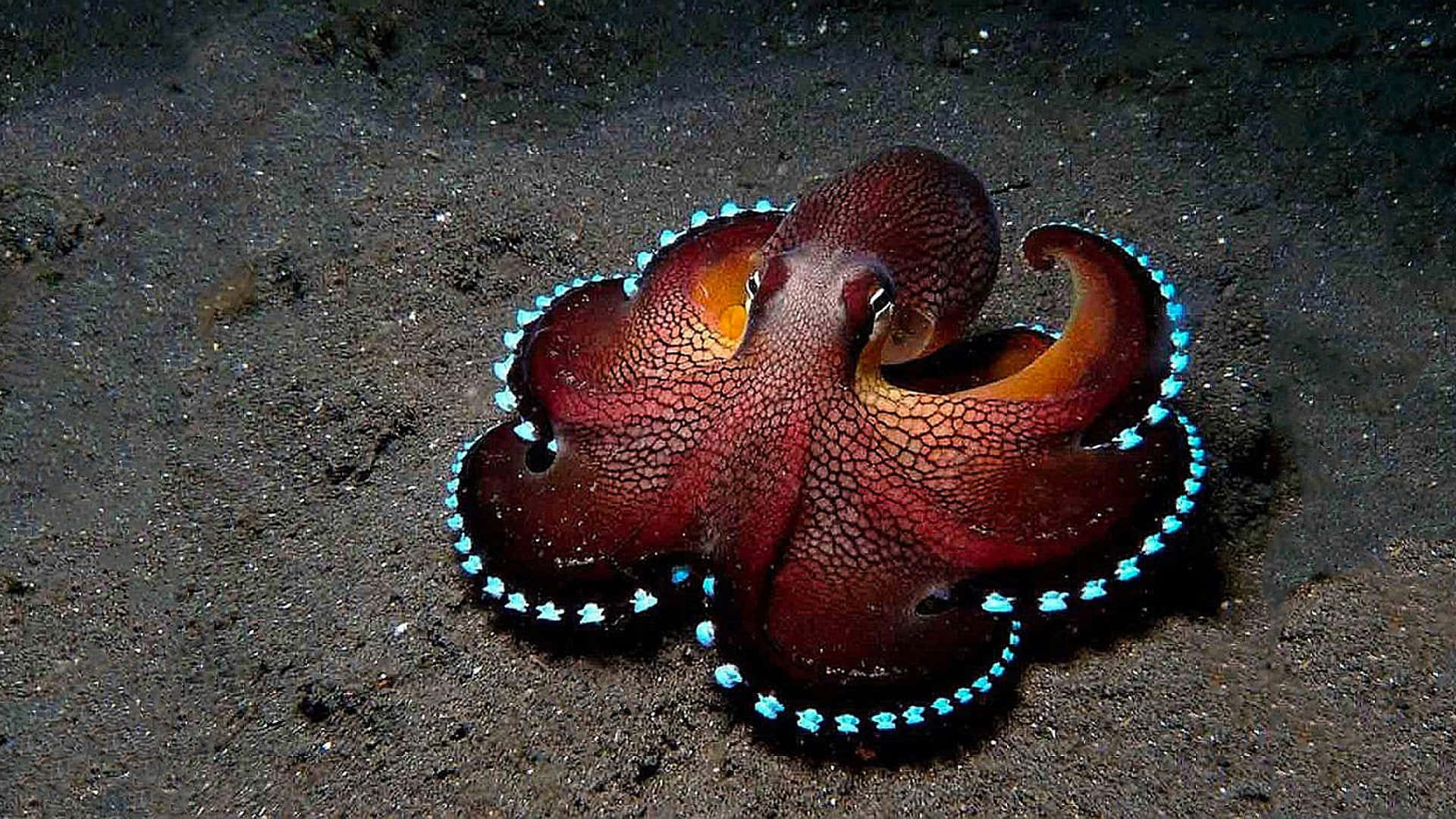 Einenahaufnahme Der Faszinierenden Merkmale Eines Oktopus