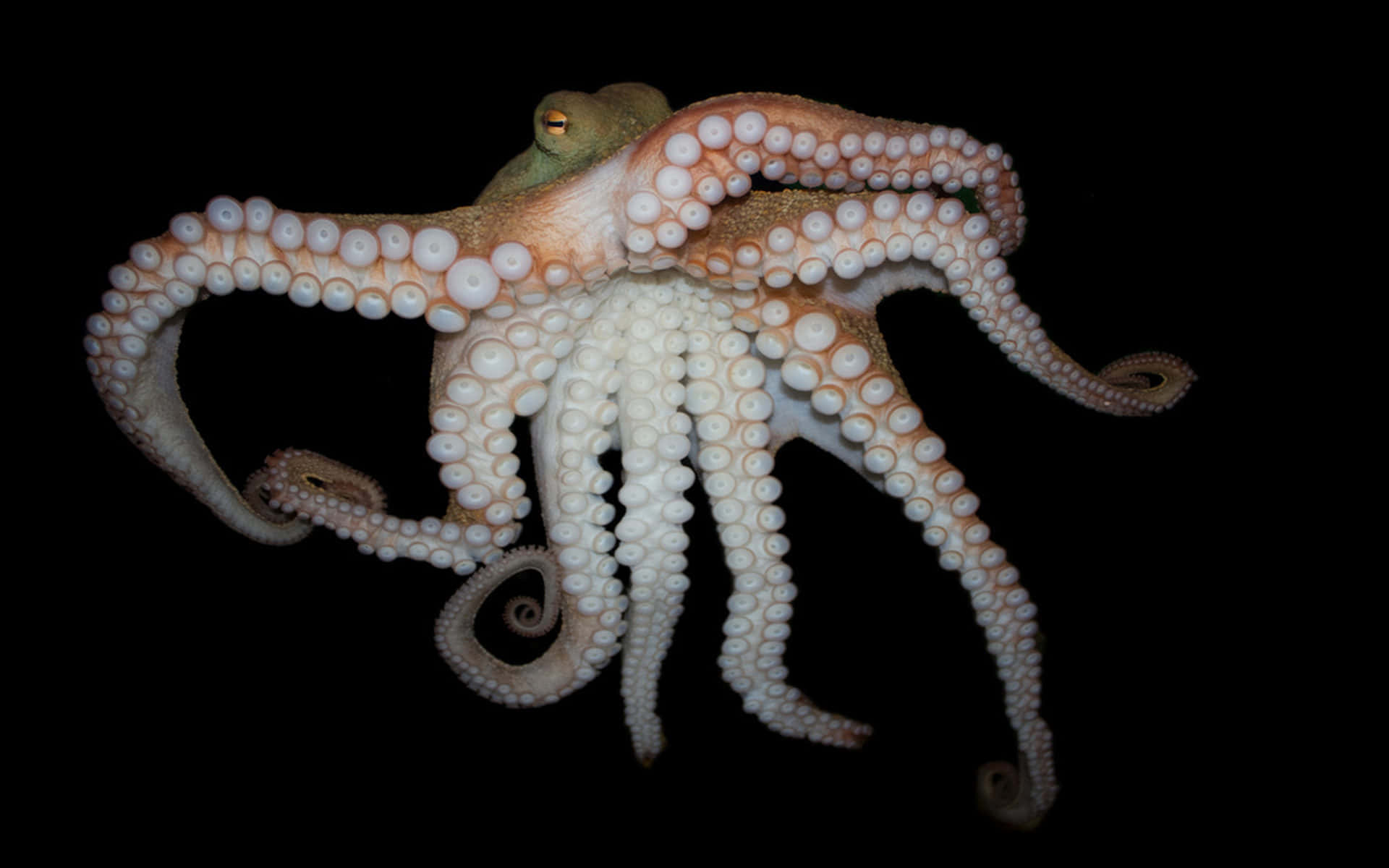 Entdeckedie Geheimnisse Des Meeres Mit Dem Magnificent Octopus.