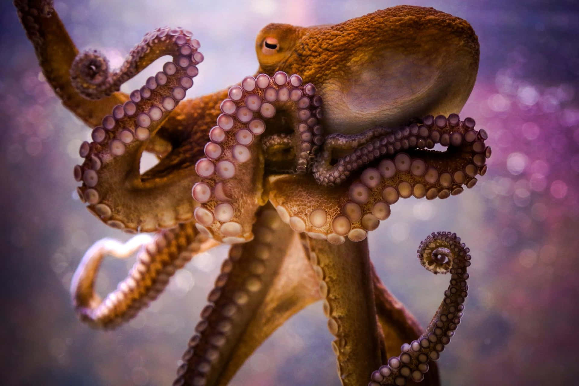 An Octopus at the Bottom of the Sea