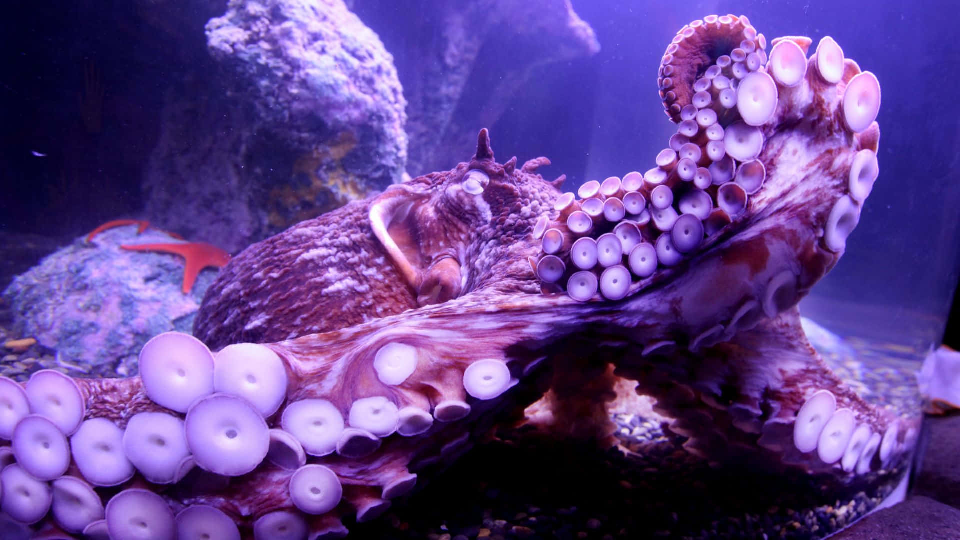 Entdeckensie Die Welt Der Exotischen Unterwasserwelt Mit Einem Oktopus