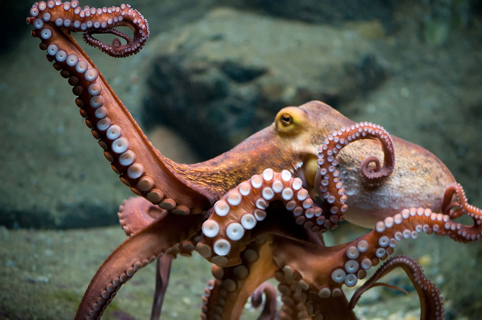 A colorful octopus swimming through a vibrant ocean
