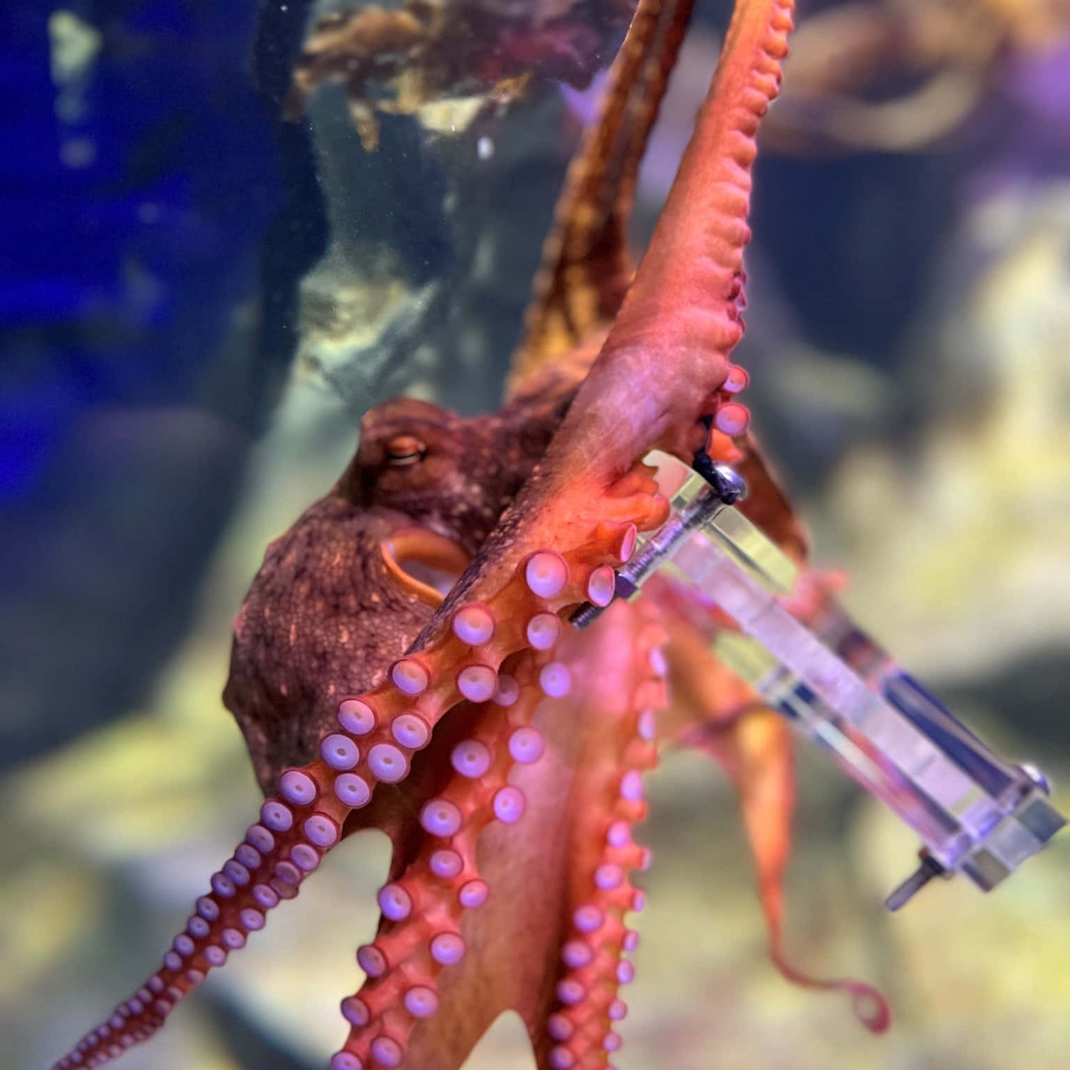 Octopus Encounter Kelly Tarltons Aquarium Wallpaper