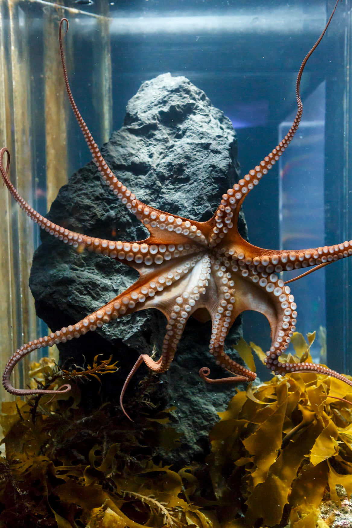 Octopus Exhibit Sea Life Kelly Tarltons Aquarium Wallpaper