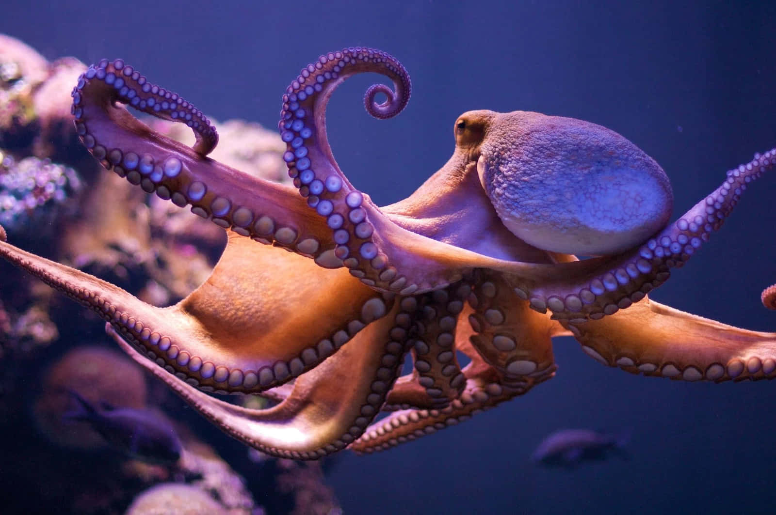 Enlysfarvet Blæksprutte, Der Camouflerer Sig Omkring Koralrevet.