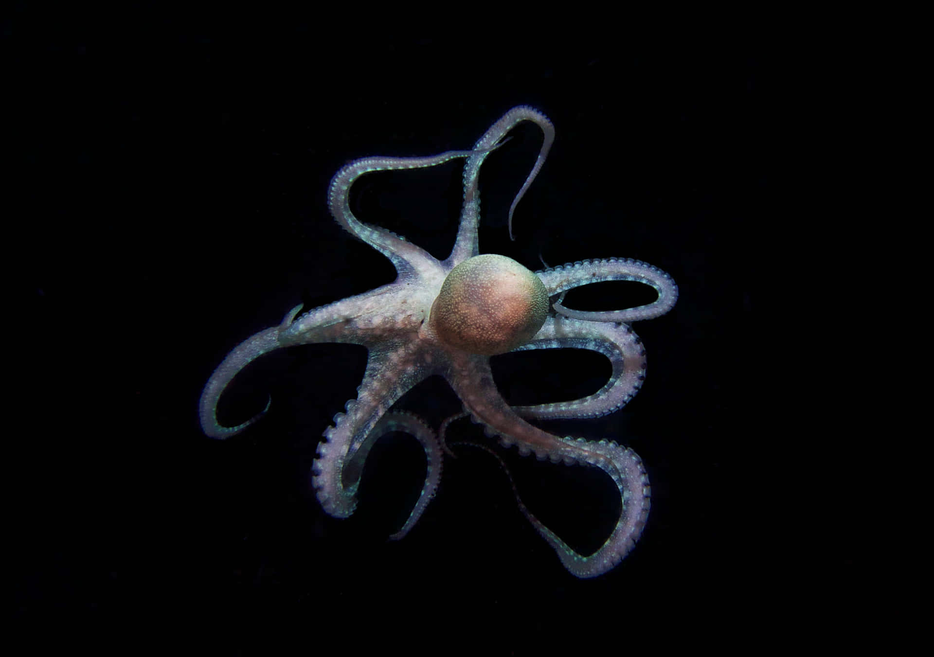 An Octopus's Portrait in Natural Environment