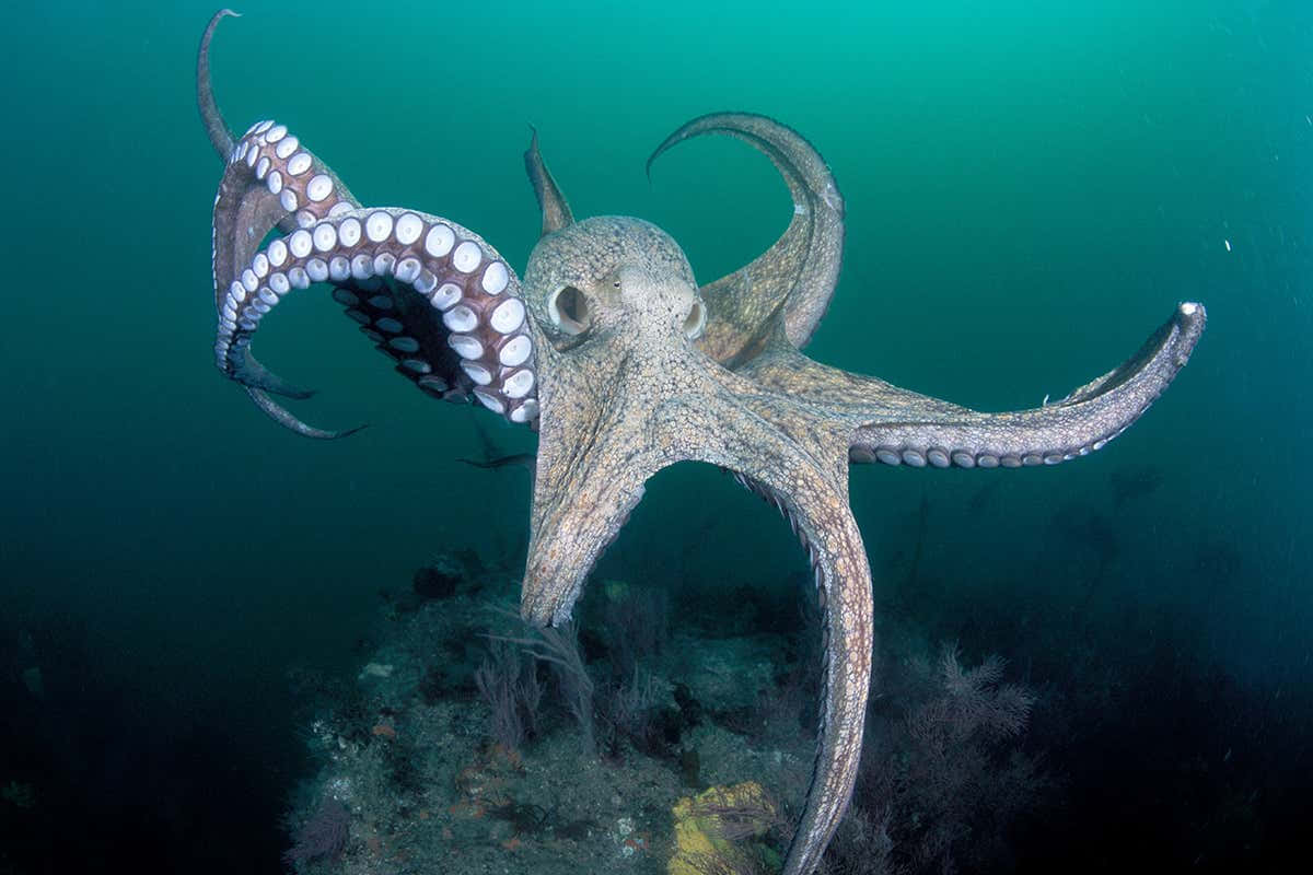 "Explore the Depths of the Ocean with the Octopus"