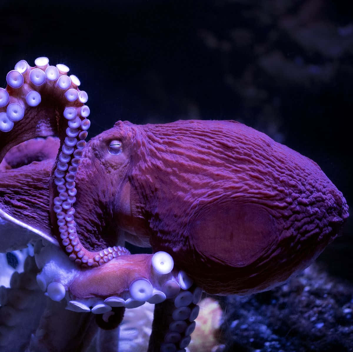 Dermysteriöse Subaquatische Tanz Eines Oktopus