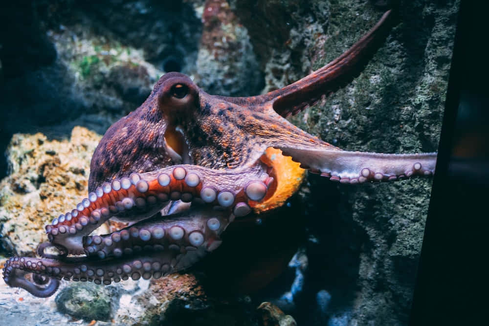The Majesty of an Octopus