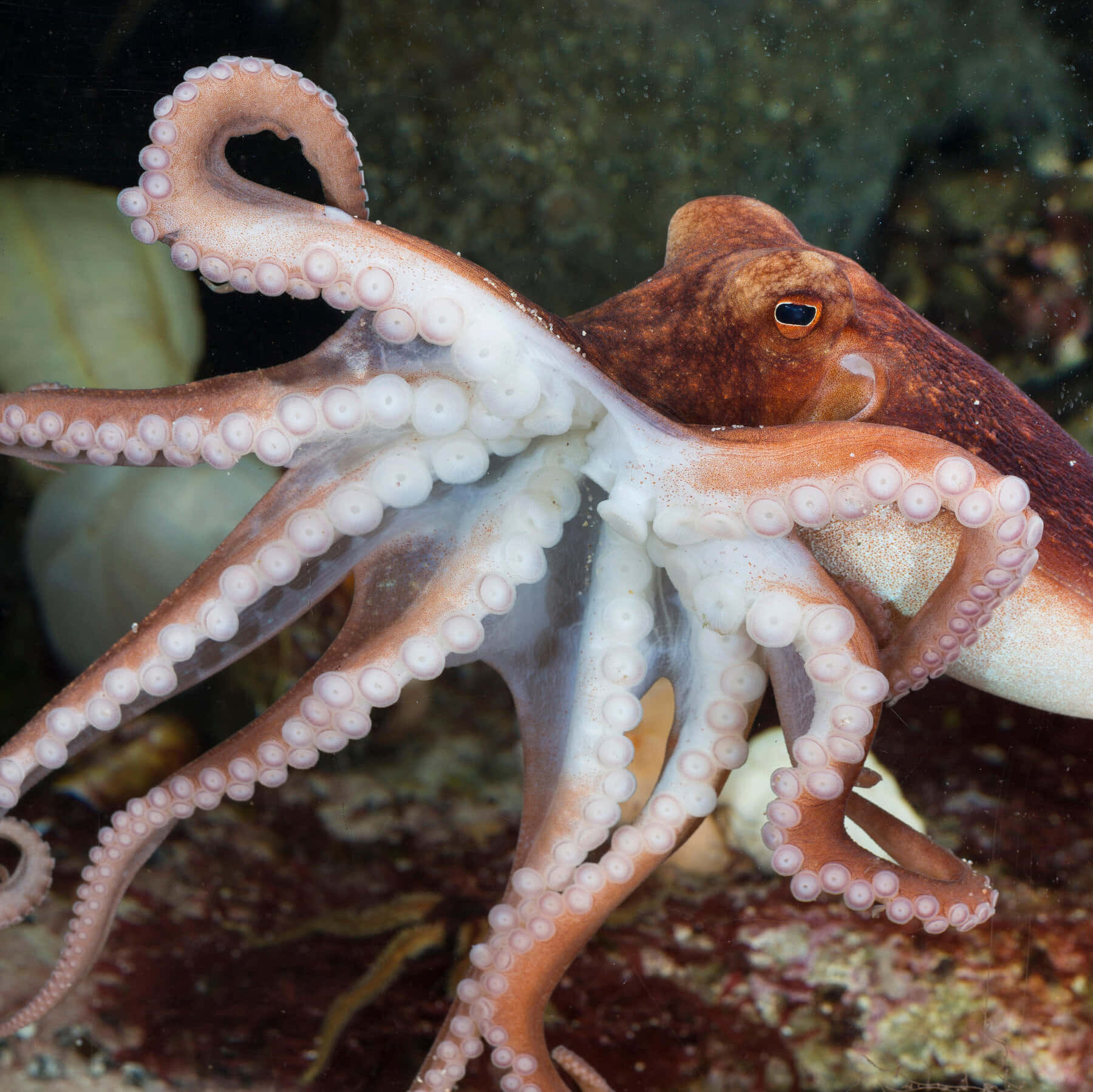 An incredible close-up of an Octopus