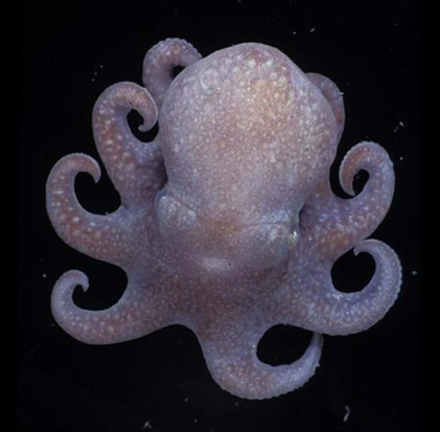 Marvel at the Splendor of this Octopus