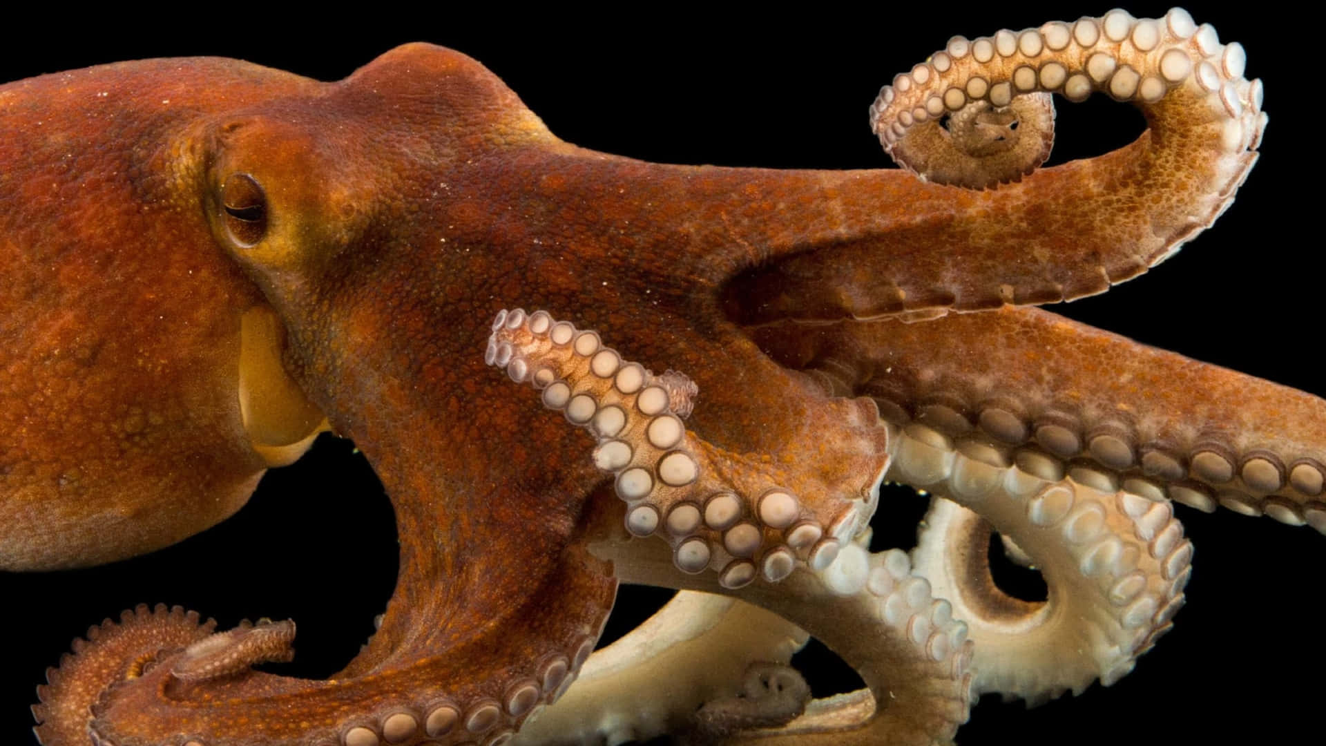 Udforskden Fascinerende Verden Af ​​blæksprutten.