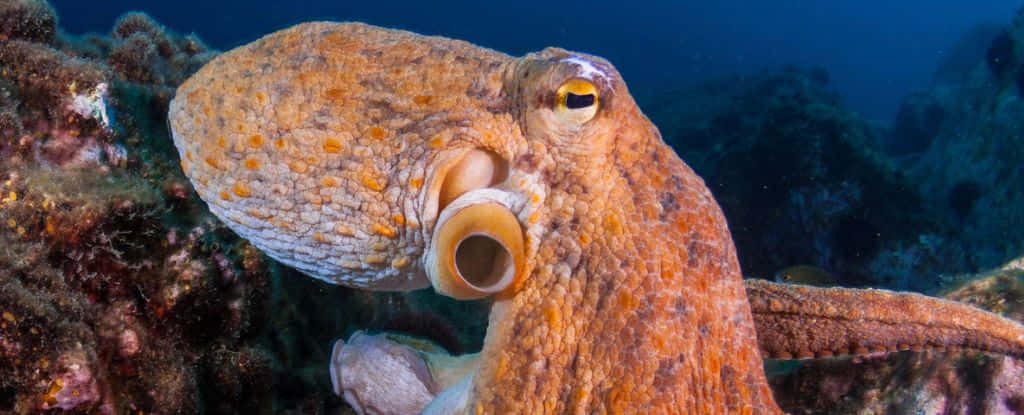 Einmajestätischer Blauer Oktopus Im Ozean.